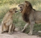 Lions at the Kruger National Park